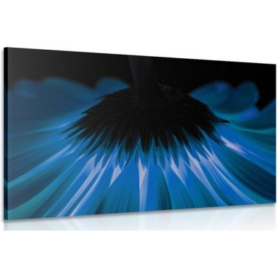 Obraz modrá gerbera na tmavém pozadí - 90x60 cm – Zboží Mobilmania