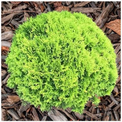 Thuja occidentalis 'Mirjam' (R) 20-30 VKR3L