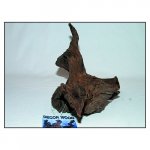 Decor Wood Kořen Driftwood Bulk L 35-55 cm – Zbozi.Blesk.cz