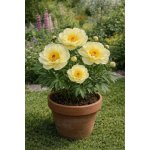 Pivoňka 'Amy Joy' v květináči – Sleviste.cz