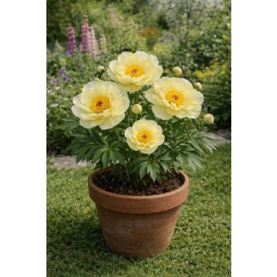 Pivoňka 'Amy Joy' v květináči – Sleviste.cz