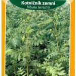 Kotvičník zemní - Tribulus terrestris - semena - 7 ks – Zbozi.Blesk.cz