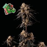SEEDSMAN Peyote Gorilla semena neobsahují THC 1 ks – Zboží Mobilmania