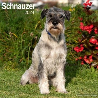 Schnauzer Euro Square Dog Breed Wall 16 Month 2024