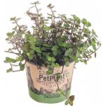 Kalísie pro zvířata, Callisia, průměr květináče 12 cm – Zboží Dáma