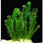 Elodea densa - svazek – Zboží Dáma