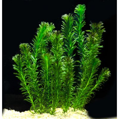 Elodea densa - svazek – Zboží Dáma
