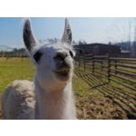 Roční vstup do Zoo Tábor – Hledejceny.cz