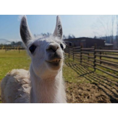 Roční vstup do Zoo Tábor – Hledejceny.cz