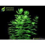 Ceratophyllum demersum - Růžkatec ponořený – Sleviste.cz
