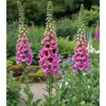 Náprstník vlnatý 'Giant Spotted' 1 ks – Hledejceny.cz