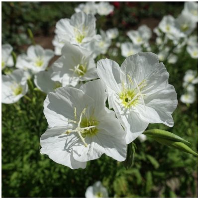 Pupalka zdobná bílá - Oenothera speciosa - semena - 20 ks – Zbozi.Blesk.cz