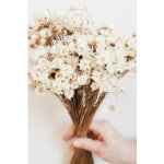 Sušená glixia přírodní bílá, kytice/svazek 50g – Sleviste.cz