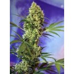 Sweet Seeds Big Devil XL AUTO semena neobsahují THC 3 ks – Sleviste.cz