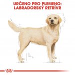 Royal Canin Labrador Retriever Adult 12 kg – Sleviste.cz