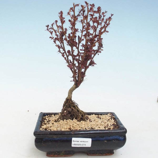 Venkovní bonsai - Berberis thunbergii Atropurpureum - Dřištál VB2020-273 od  450 Kč - Heureka.cz