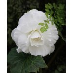 Begónie plnokvětá 'Double white' 2 ks – Sleviste.cz