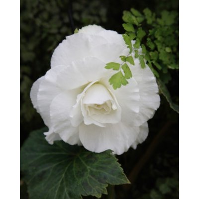 Begónie plnokvětá 'Double white' 2 ks – Sleviste.cz