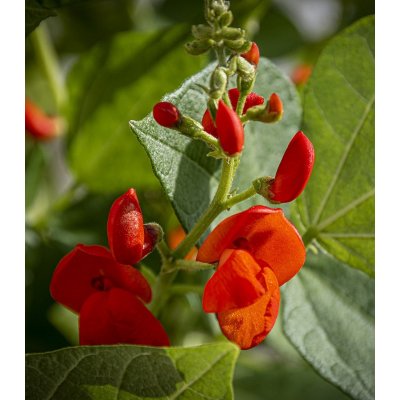 Hrachor Roma Scarlet - Lathyrus odoratus - semena hrachoru - 15 ks
