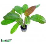 Echinodorus Ozelot Red – Hledejceny.cz