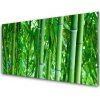 Obraz akrylový obraz Bambus Stonek Rostlina 100x50 cm