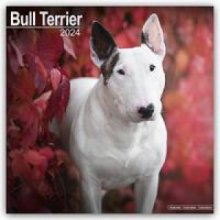 Bull Terrier Bull Terrier 16-Monats 2024