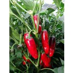 Jalapeno Telica – Zboží Dáma