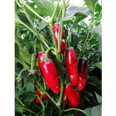 Jalapeno Telica – Zboží Dáma