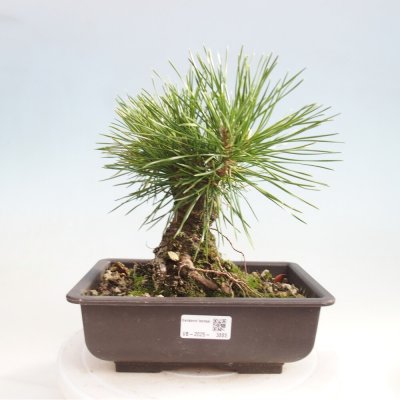 e-bonsai Venkovní bonsai - Pinus thunbergii - Borovice thunbergova – Hledejceny.cz