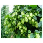 Chmel japonský Humulus japonicus prodej semen 7 ks – Hledejceny.cz