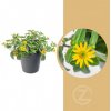 Květina Vitálka, Sanvitalia, žlutá, průměr květináče 13 cm