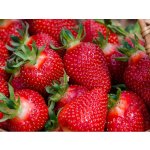 Jahodárna Brozany Jahodník 'Diamante' 12 ks stáleplodící Sazenice: Frigo sadba "A" standard 12 ks – Zboží Dáma