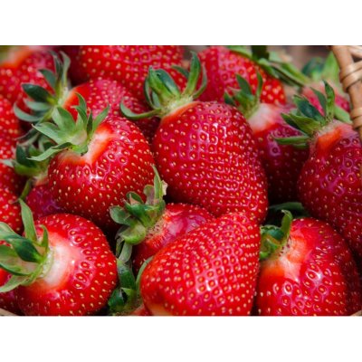 Jahodárna Brozany Jahodník 'Diamante' 12 ks stáleplodící Sazenice: Frigo sadba "A" standard 12 ks – Zboží Dáma