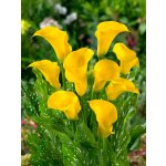 Kala 'Gold Label' 1 ks – Sleviste.cz