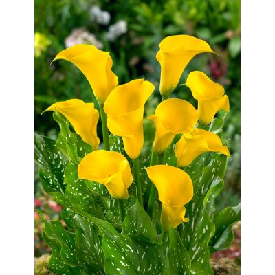 Kala 'Gold Label' 1 ks – Sleviste.cz