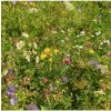 Osivo a semínko Zahradní loučka - osivo Planta Naturalis - směs lučních květin a trav - 10 g