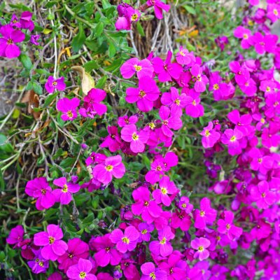 Tařička zahradní červená Leichtlinii Aubrieta hybrida semena 200 ks – Hledejceny.cz