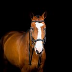 Horseware Micklem 2 Deluxe Competiton hnědá – Zbozi.Blesk.cz