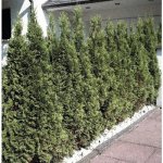 Túje, zerav západní Thuja occidentalis 'Smaragd' výška 30-40 cm květináč 2 l – Hledejceny.cz