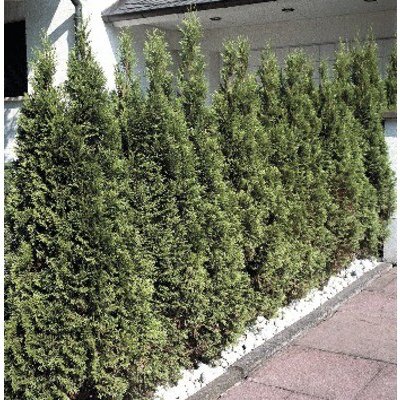 Túje, zerav západní Thuja occidentalis 'Smaragd' výška 30-40 cm květináč 2 l – Hledejceny.cz