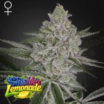 Green House Seed Shishka Lemonade semena neobsahují THC 3 ks – Hledejceny.cz