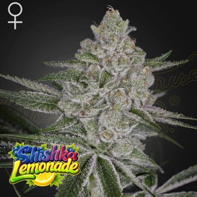 Green House Seed Shishka Lemonade semena neobsahují THC 3 ks – Hledejceny.cz