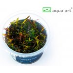 Ludwigia arcuata - Zakulacenka obloukovitá – Zboží Dáma