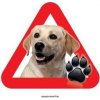 Autovýbava Grel nálepka na sklo pozor pes v autě labrador čelně