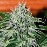 Delicious Seeds Critical Jack Herer semena neobsahují THC 1 ks – Sleviste.cz