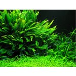 Microsorium pteropus Narrow - Hnědovka křídlatá – Sleviste.cz