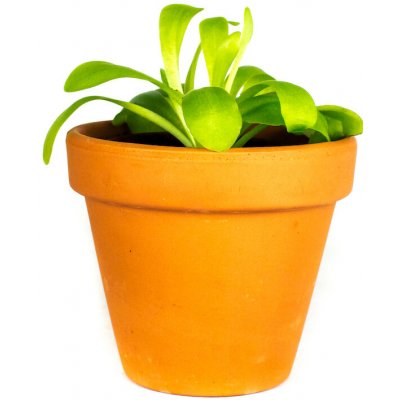 Gardners Pinguicula gigantea, průměr 9 cm Tučnice moctezumská – Zboží Dáma