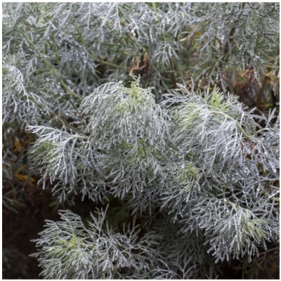 BIO pelyněk pravý - Artemisia absinthum - bio semena pelyňku - 0,02 g