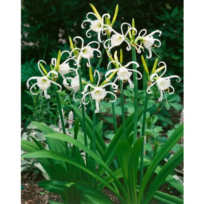 Ismene 'Festalis' 1 ks – Zboží Dáma