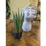 Sansevieria Mikado mini – Sleviste.cz